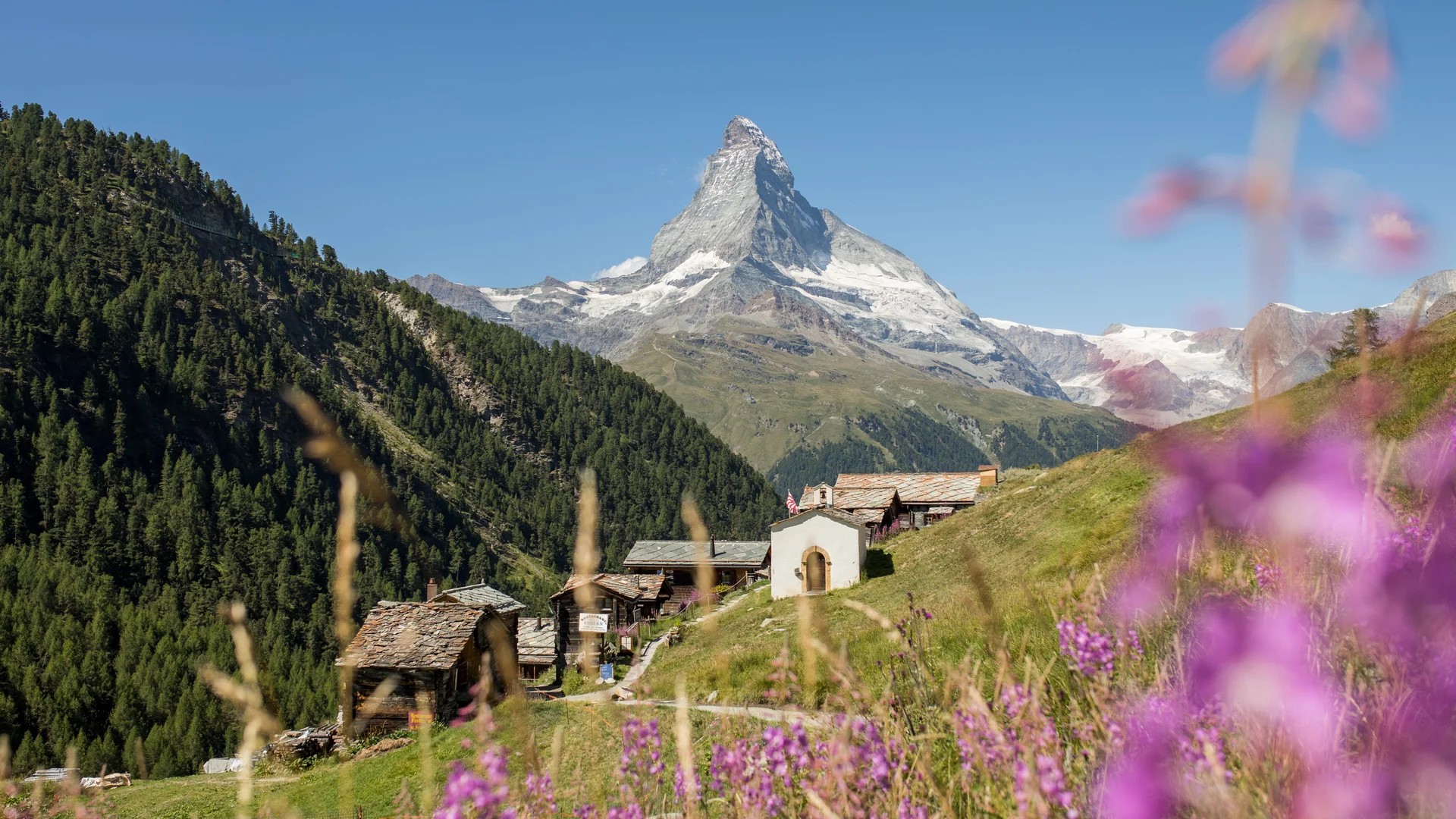 Resort La Ginabelle Zermatt: Ihr 4*S Wellnessresort in Zermatt Matterhorn mit blauem Himmel und Blumenwiese im Vordergrund.